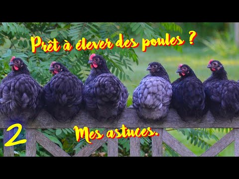 Prêt à élever des poules ? Idées, Marquage, Limace, Escargots...