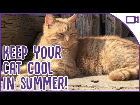 How to Keep Your Cat Cool in Summer!