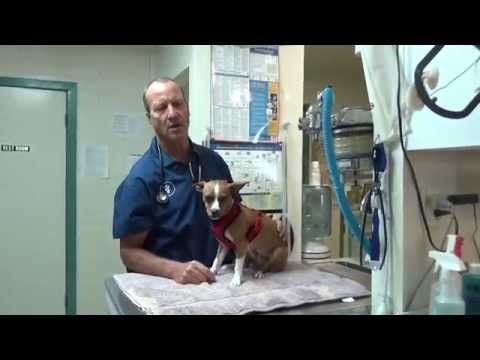 YouTube video about: Why is my dog shaking and drooling?