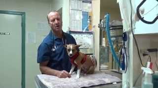 Tremors from Toxins in a Dog (Charley)