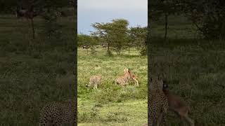 Two Cheetah Brothers Catch a Young Wildebeest