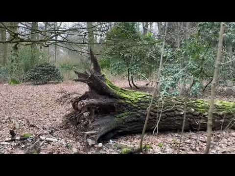 Walking with Sabine **(Hurricane)*[4K]*