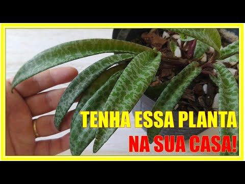 , title : '⭕Como cuidar da planta Ledebouria Sociallis / Scilla Violacea - Como recuperar minha planta 🌿'