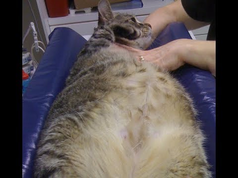 Fat cat? Here's how much to feed to lose weight