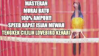 Download lagu MURAI BATU GACOR ISIAN TENGKEK BUTO KENARI CILILIN LOVEBIRD 99%SUKSES BIKIN LAWAN KELUAR ISIAN MEWAH mp3