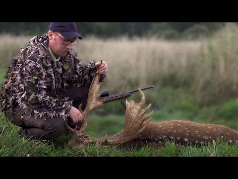 HUNT FOR MEDAL FALLOW DEER - Big fallow deer shot by Adam Andersson