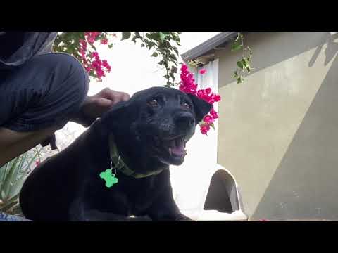Maddie, an adopted Labrador Retriever Mix in Pasadena, CA_image-1