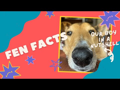 👉 10 Things You Didn’t Know About My Dog 
