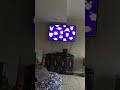 Opening To Arthur S Pet Follies 2004 VHS