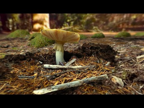 Habitat Earth - California Academy of Sciences 4K Turkish Trailer -  Can Koray