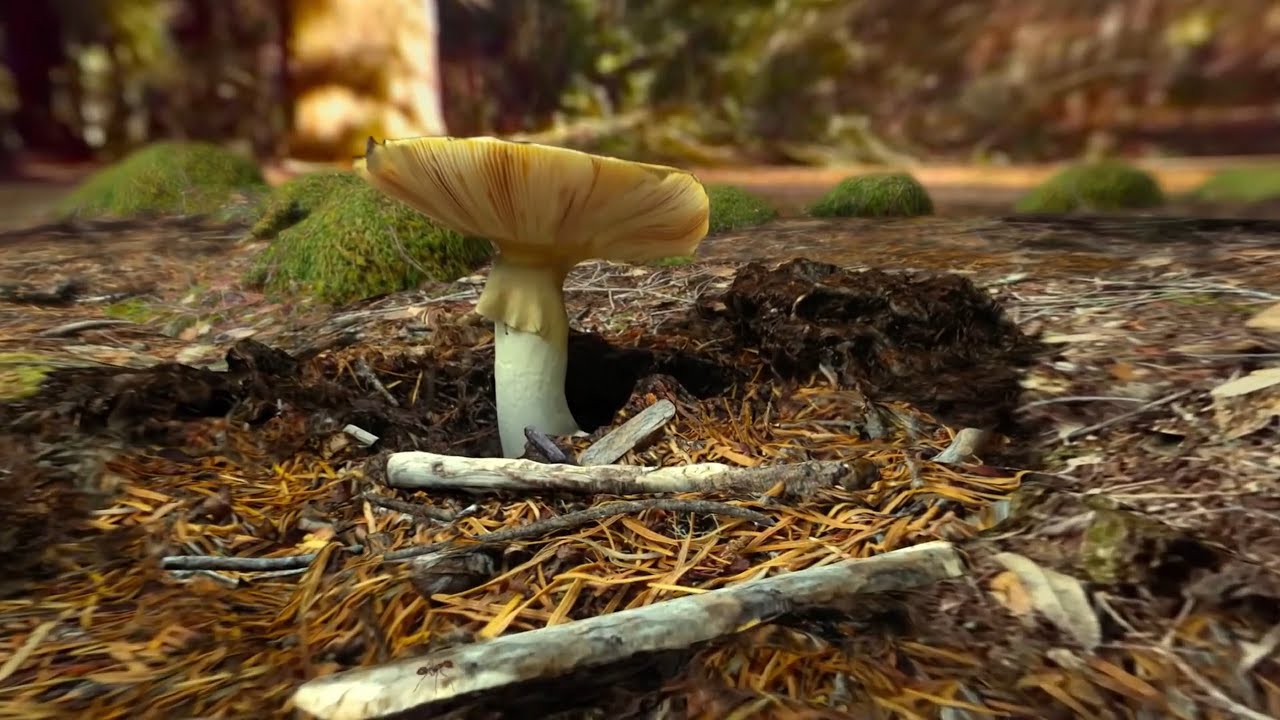 Miniature de la vidéo Habitat Earth - California Academy of Sciences 4K Turkish Trailer -  Can Koray du film Habitat Eart