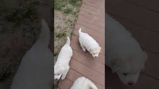 Great Pyrenees Puppies Videos