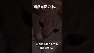 野生を忘れた猫はどこで寝ると思いますか？【うすけ】#ねこ #猫 #猫のいる暮らし