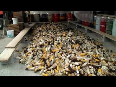 Ličkanje pri Vidicevih 2012