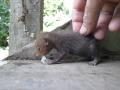 Cusimanse Baby Defending Its Food