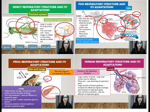 BIOLOGY KSSM FORM 4: 8.1. TYPES OF RESPIRATORY SYSTEM