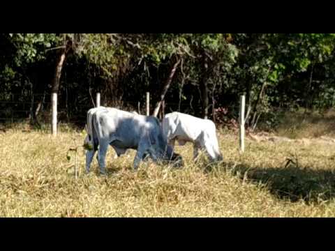 OFERTA DE BEZERROS - PIRENÓPOLIS GO