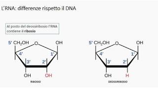Gli acidi nucleici