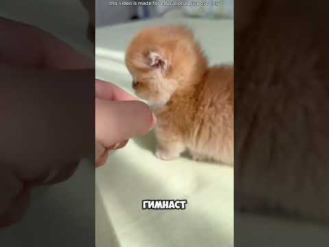 Этот папа устроил ей лучший сюрприз 😍  #short