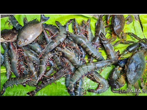 EP648-P2 - Pangangapa ng Sugpo | Occ. Mindoro