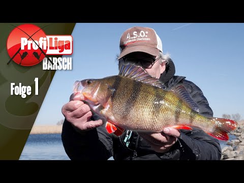 All about perch! Professional perch league, episode 1