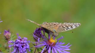 butterfly September newmoon