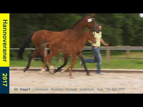 43   Freya F   v. Floriscount - Bonifatius - Hochadel