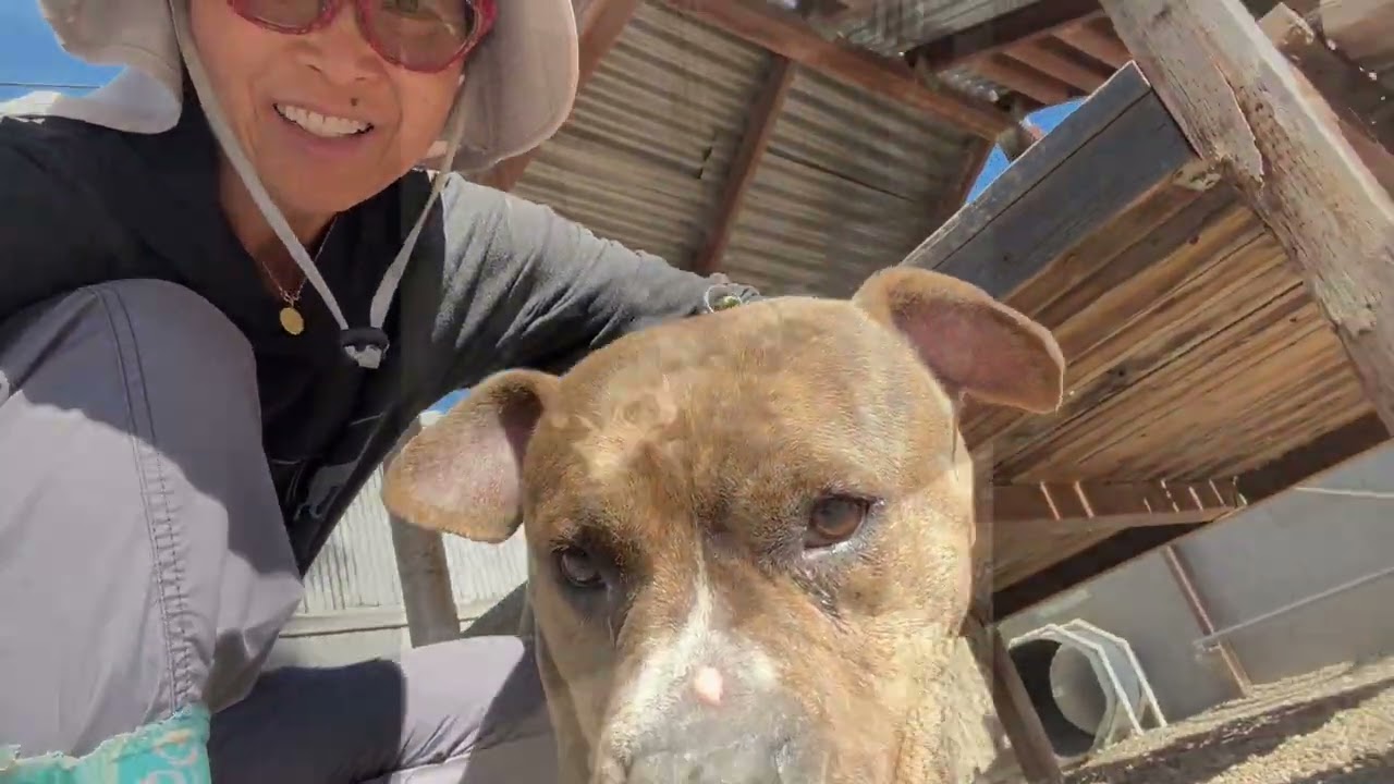 REINA, a ADOPTABLE mixed breed in Pasadena, CA video 2/6