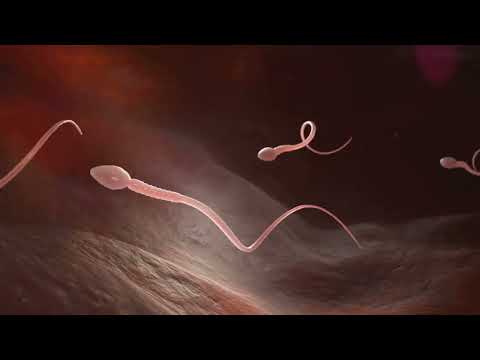 “The Miracle of Life: From Conception to Pregnancy ❤️ #PregnancyJourney #FertilizationProcess