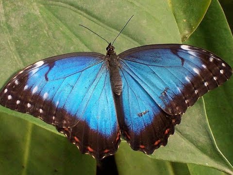 Zwierzęta Just Animals 5. Owady