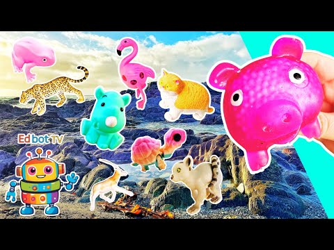Animal Names | Kids Learn at the Rock Pool: Pig Kangaroo Frog Oryx Tortoise