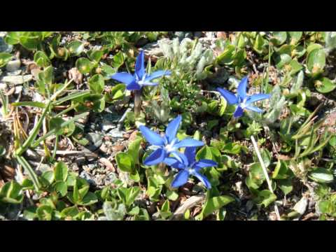 スイスの牧草地 植物