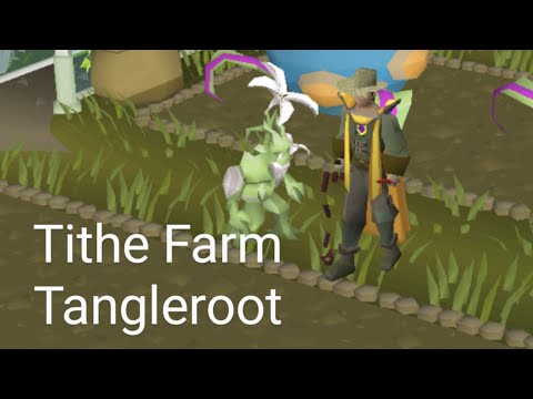 Tithe Farm Tangleroot - Account Update (OSRS)
