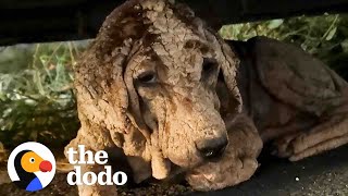 This Ancient-Looking Dog Is Actually A Puppy | The Dodo Faith = Restored by The Dodo
