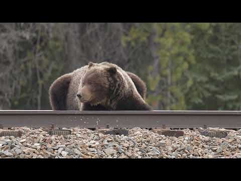 The Boss! Massive Grizzly