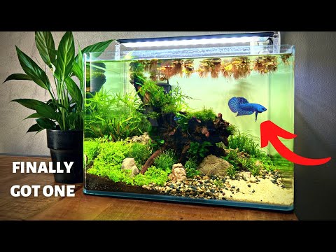 I MADE AN AQUASCAPE FOR A BETTA! Full Step By Step Aquascape Tutorial