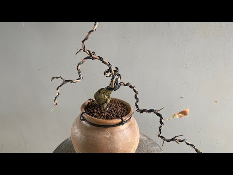 Thay chậu chỉnh sửa cây mai vàng