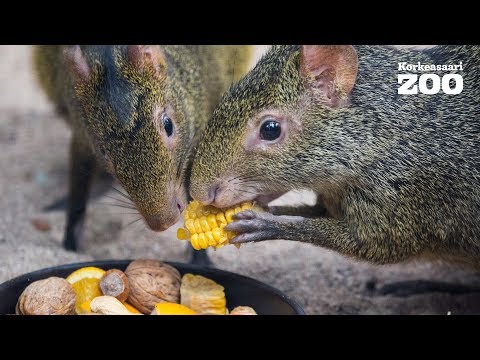 Four Azara's Agoutis Moved to Korkeasaari Zoo (Dasyprocta azarae)