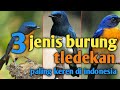 3 Jenis Burung Tledekan Paling Keren Dan Bersuara Merdu