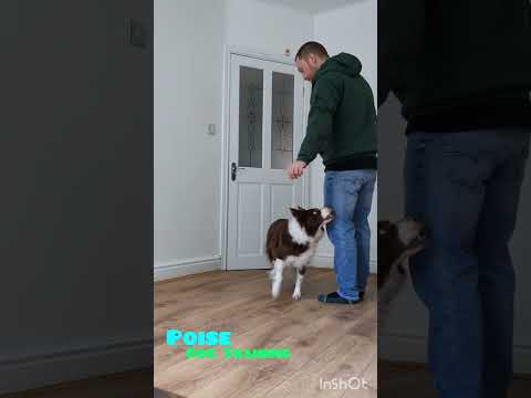 Teaching the Sendaway for beginners. #dogtrainer #dogtraining #dogs #puppytraining #trainyourdog 