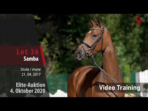 Elite-Auktion 4. Oktober 2020 Lot 36 Samba v. Sir Heinrich/Wellcome – Trainingsvideo
