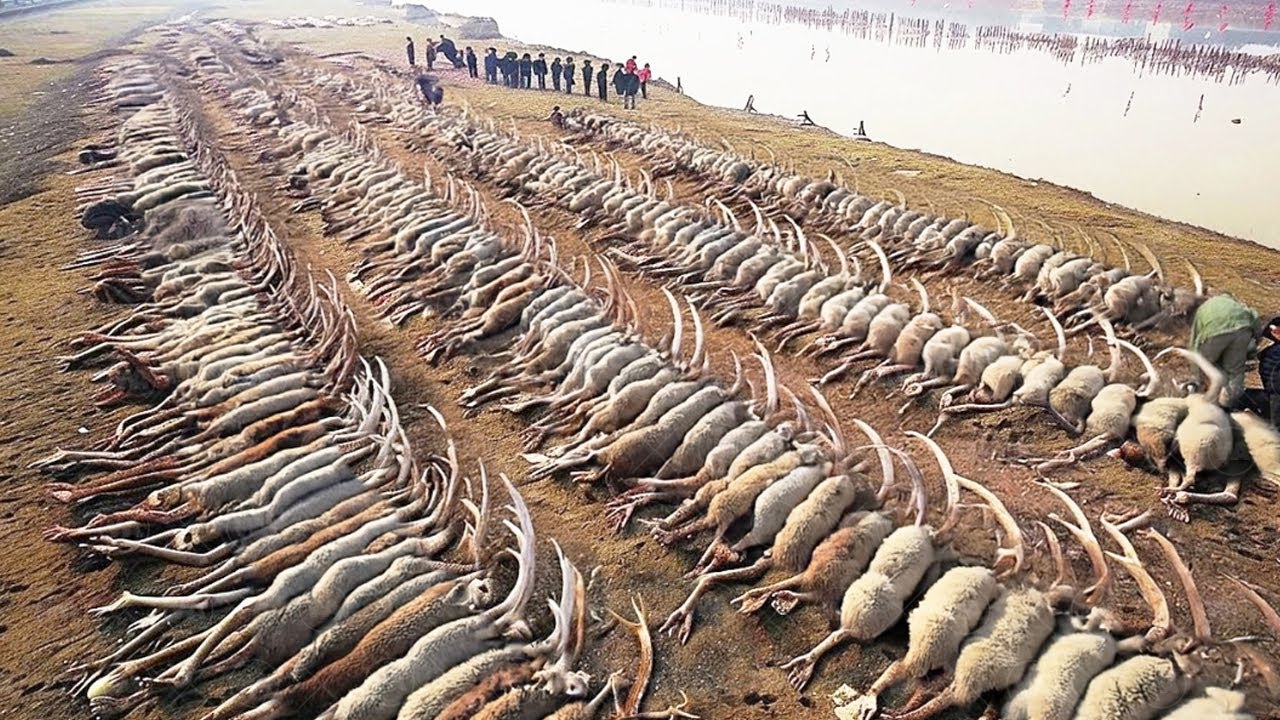 They Left Thousands of Sheep on the Island With Zero Grass, and Result Was Insane