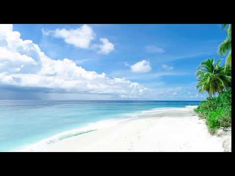 White sand beach and palm trees