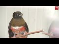 Unicum in Erica: geboorte van zeldzame trogon-vogel