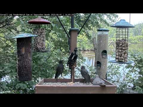 Hairy Woodpecker Fends Off Hungry Juvenile Starlings at the #CornellFeeders
