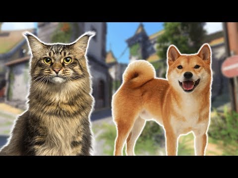 cats or dogs? - Overwatch