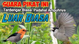 Download lagu Suara Pikat Burcil Kombinasi Kutilang Ribut Dan Kemade Ribut mp3
