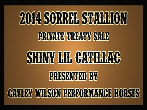 Private Treaty Sale - 2014 Sorrel Stallion ~ Shiny Lil Catillac ~