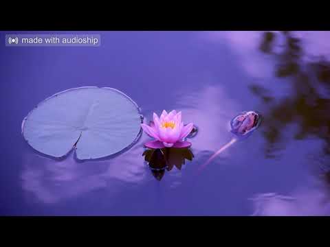 SÉF X DSP - Éljük eredeti