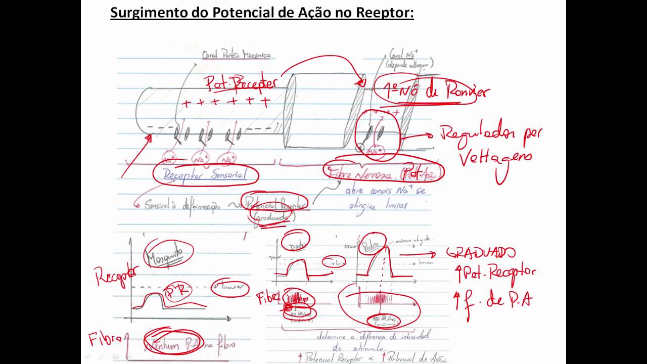 FISIOLOGIA DA DOR - MUITO FÁCIL!